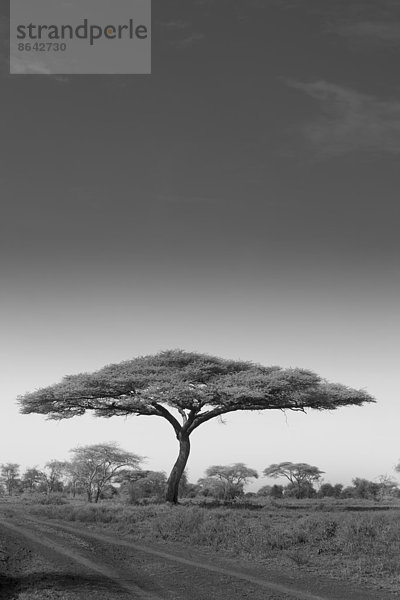 Ein Akazienbaum im Serengeti-Nationalpark  Tansania