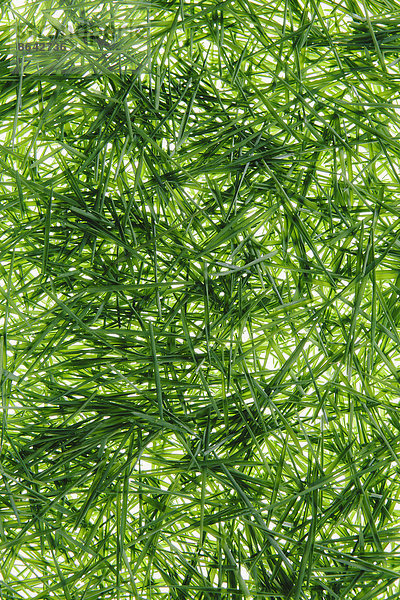 Ein Haufen Bio-Weizengras auf weißem Hintergrund