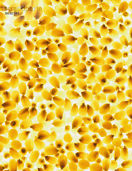 Bio-Popcorn-Körner