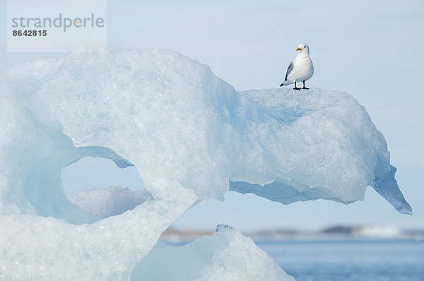 Schwarzbeinige Dreizehenmöwe  Rissa tridactyla  auf einer Eisscholle sitzend