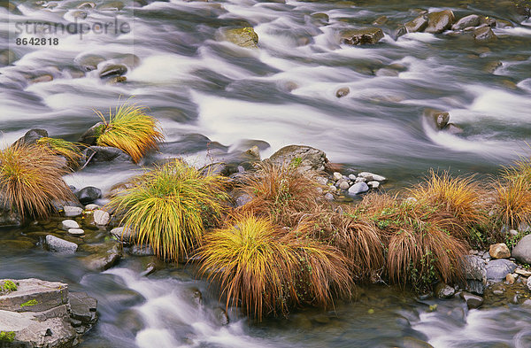 Die fließenden Gewässer des Sweet Creek in Oregon. Herbstlaub auf der Wasseroberfläche.