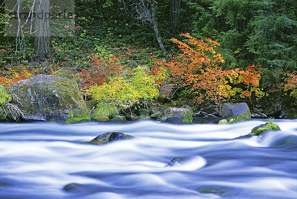 Der nördliche Umpqua-Fluss fließt durch einen Wald von Weinahornbäumen.