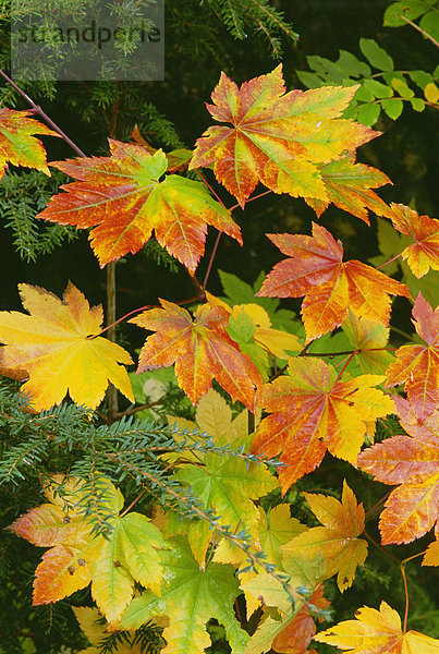 Herbstliches Rebahornblatt  das im Herbst von grün über gold zu rot wechselt.