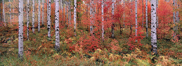 Der Wasatch Mountain Wald aus Ahorn- und Espenbäumen  mit Herbstlaub und abgefallenen Blättern.