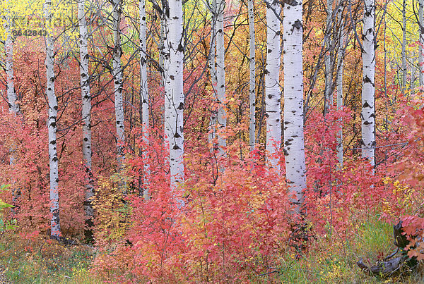 Ein Espenwald in den Wasatch-Bergen  mit auffallend gelbem und rotem Herbstlaub.