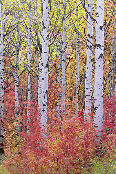 Ein Espenwald in den Wasatch-Bergen  mit auffallend gelbem und rotem Herbstlaub.