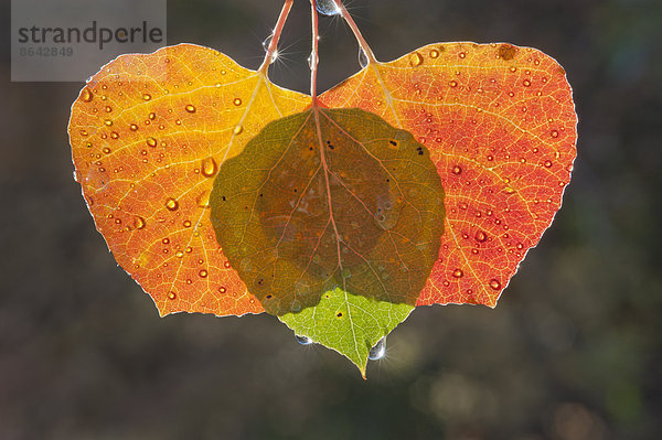 Drei Blätter der Espe  die vom Licht durchstrahlt werden. Braune und grüne Herbstfarben.