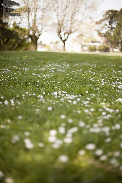 Ein Feld im Frühling. Grünes Gras und weiße Blumen  und Bäume in der Ferne.