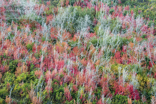 Ein erhöhter Blick über die Baumkronen und das Herbstlaub von Espe und Ahorn sowie das Nachwachsen nach dem Abbrennen des Waldes.