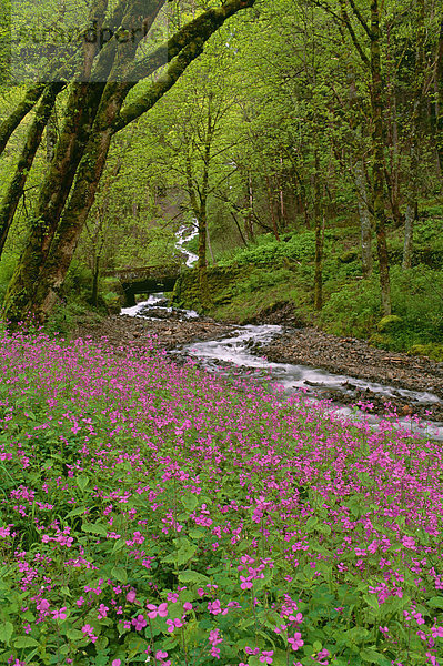 Wahkeena Falls ist ein Wasserfall in der Columbia River Gorge im Bundesstaat Oregon. Rosa Frühlings-Wildblumen.