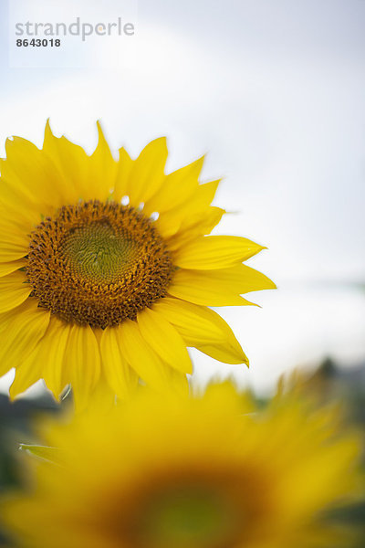 Zwei große gelbe Sonnenblumen.