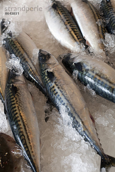 Frischer Fisch  der Fang des Tages  ausgebreitet auf einem Eisbett. Markt in Park City. Utah.