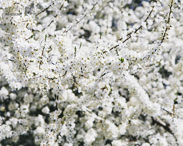 Blühende Zierkirschenbäume. Weiße  schaumige Blüte. Frühling in Seattle.