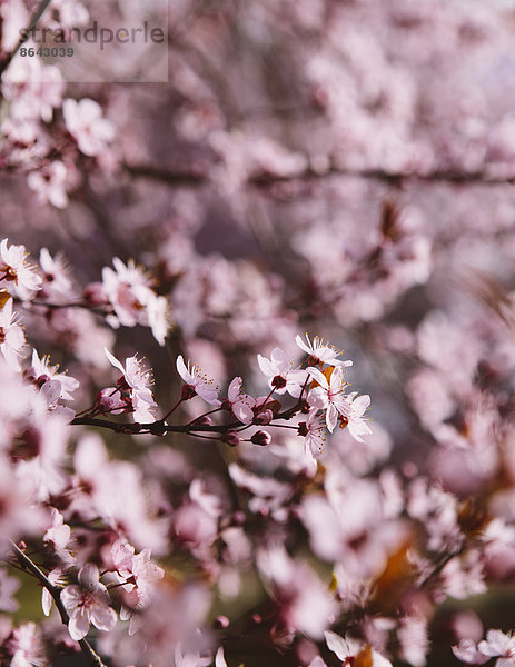 Blühender Zierpflaumenbaum. Rosa Blüte auf den Zweigen. Frühling in Seattle