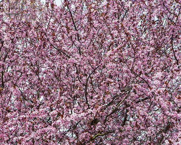 Blühender Zierpflaumenbaum. Leuchtend rosa Blüte und Blüten an den Zweigen. Frühling in Seattle