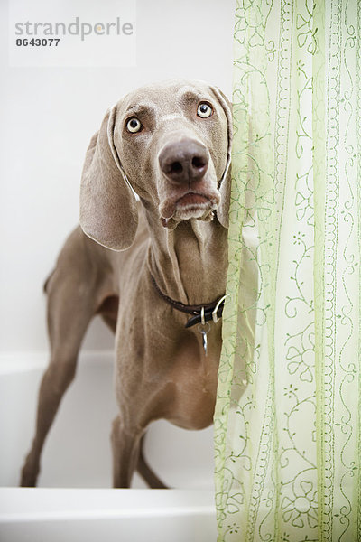 Ein Weimaraner-Hund steht im Badezimmer und schaut um einen Duschvorhang herum.