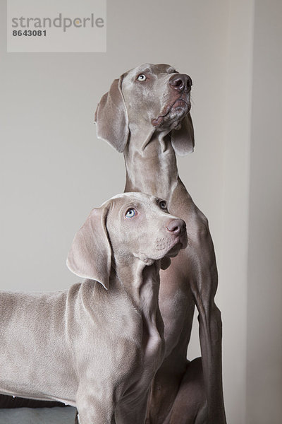 Ein erwachsener Weimaraner-Hund und ein Welpe. Zwei Hunde nebeneinander  die nach oben schauen.