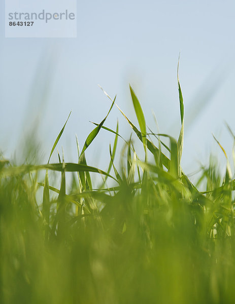 Eine Nahaufnahme einer Nahrungsmittelpflanze  angebauter Weizen  der auf einem Feld in der Nähe von Pullman  Washington  USA  wächst.