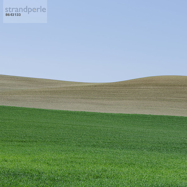 Üppige  grüne sanfte Hügel des Ackerlandes in der Nähe von Pullman  Washington USA. Ein Feld mit grün reifenden Weizenpflanzen.