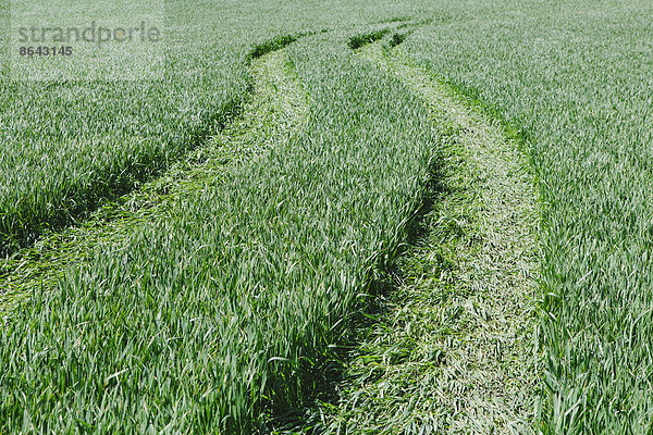 Reifenspuren in üppigem  grünem Weizenfeld in der Nähe von Pullman  die die wachsende Ernte abflachen.