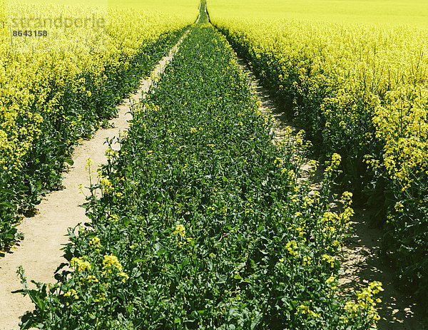 Straße durch ein Feld mit gelb blühenden Senfkörnerpflanzen  die im Frühling in der Nähe von Pullman  Washington  USA  wachsen