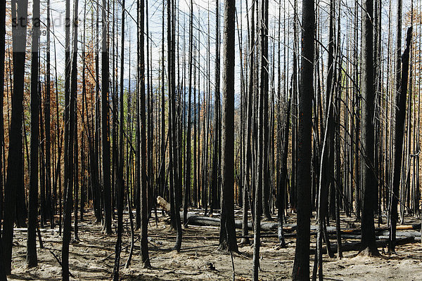 Feuer beschädigte Bäume und Wald (vom Tafelbergfeuer 2012)  Okanogan-Wenatchee NF  in der Nähe des Blewett Pass