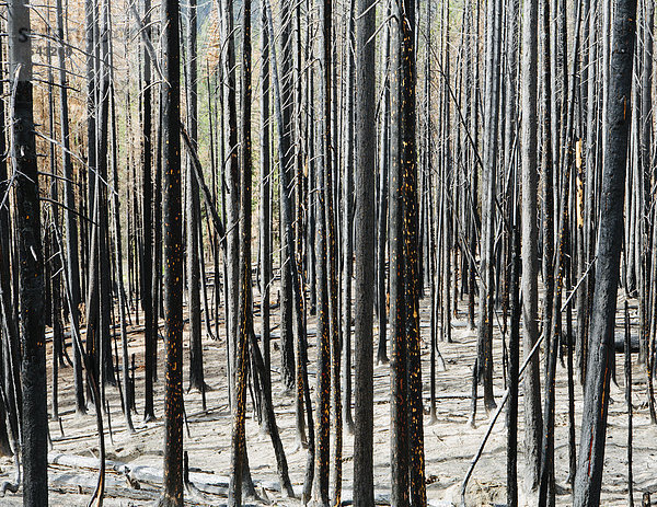 Feuer beschädigte Bäume und Wald (vom Tafelbergfeuer 2012)  Okanogan-Wenatchee NF  in der Nähe des Blewett Pass