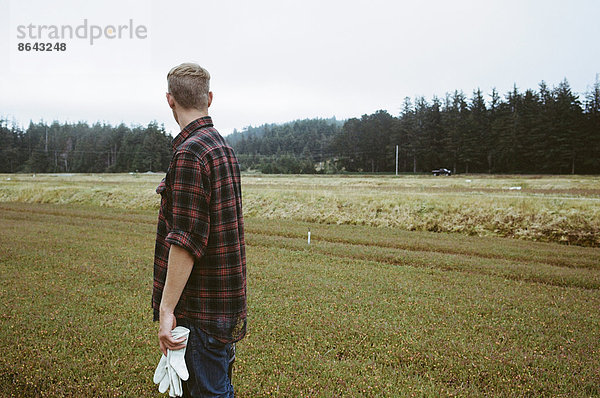 Eine Preiselbeerfarm in Massachusetts. Kulturen auf den Feldern. Ein junger Mann arbeitet auf dem Land und erntet die Ernte.