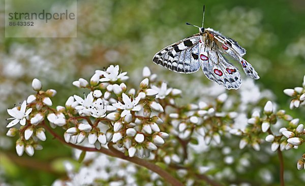 Roter Apollo  Parnassius apollo  fliegt auf Weisse Fetthenne  Sedum album