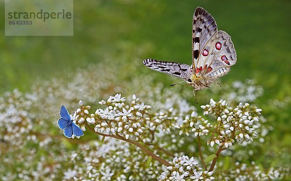 Roter Apollo  Parnassius apollo  fliegt auf Weisse Fetthenne  Sedum album