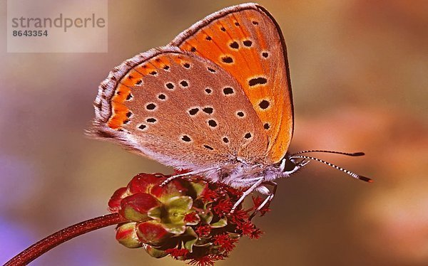 Kleiner Feuerfalter  Lycaena phlaeas  auf einer Blumenblüte