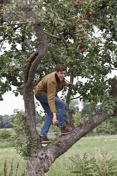 Mann klettert auf Apfelbaum