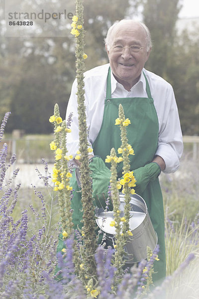 Senior Mann Giesspflanze im Garten  Portrait