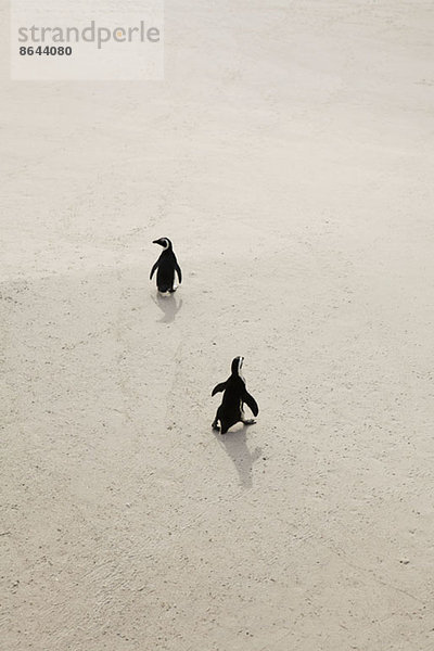 Zwei Pinguine auf Sand  Simon's Town  Südafrika