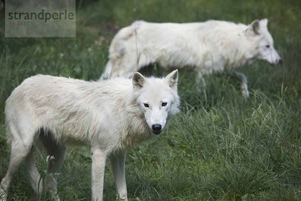 Zwei weiße Wölfe im Gras