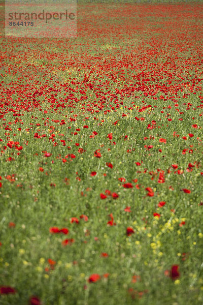 Rote Mohnblumen blühen auf der Wiese