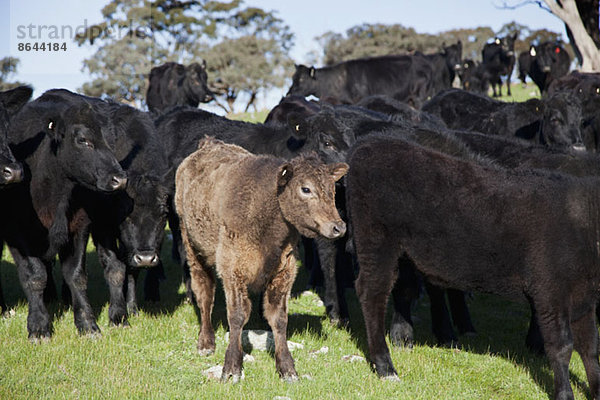 Gruppe von Kühen  die auf Gras stehen