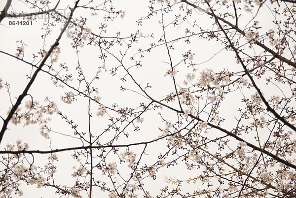 Blühender Kirschblütenbaum