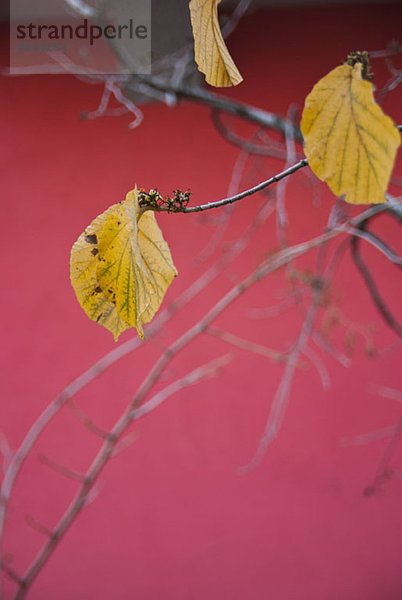 Nahaufnahme des Herbstblattes