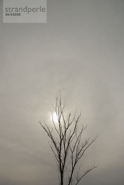 Nackter Baum an einem bedeckten Tag  Sonne sichtbar durch Wolken