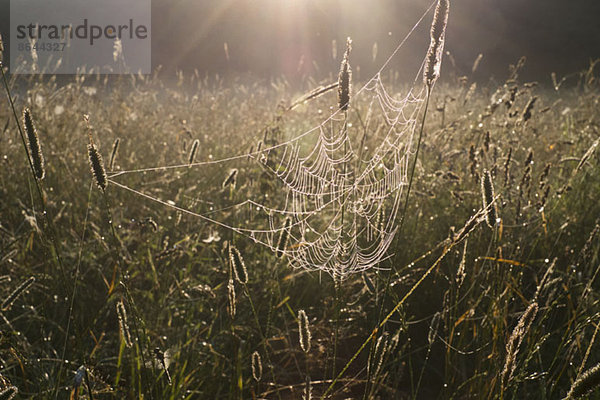 Spinnennetz im Feld
