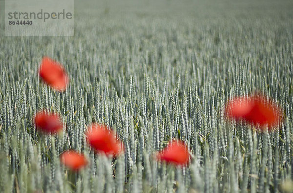 Mohnblumen im grünen Feld  Nahaufnahme