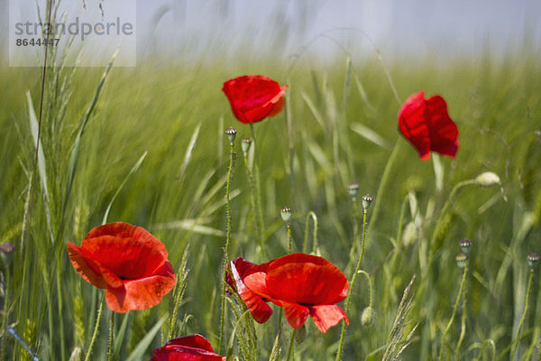 Mohnblumen im grünen Feld  Nahaufnahme