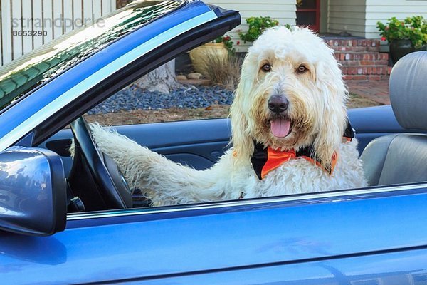 Shaggy weißer Doodle Dog Driving Cabriolet