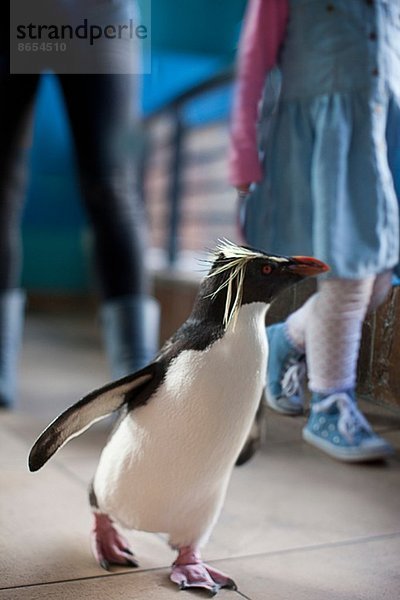 Junges Mädchen und Mutter folgen Pinguin im Zoo