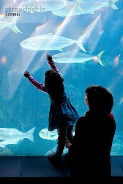 Junges Mädchen und Großmutter betrachten Fische im Aquarium