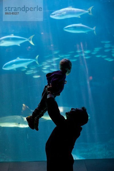 Vater hebt jungen Sohn auf  um Fische im Aquarium zu beobachten.