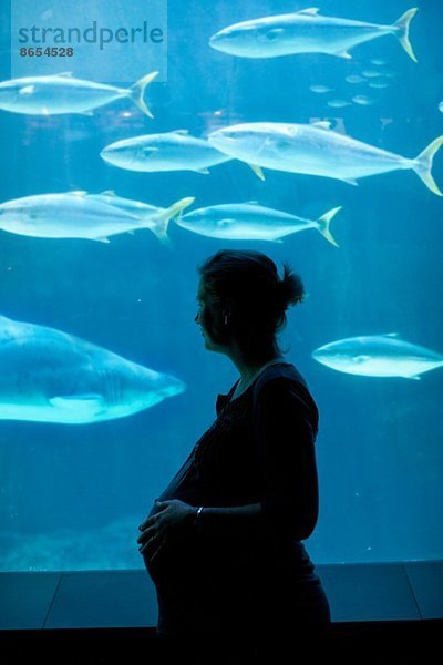 Schwangere mittlere erwachsene Frau beim Beobachten von Fischen im Aquarium