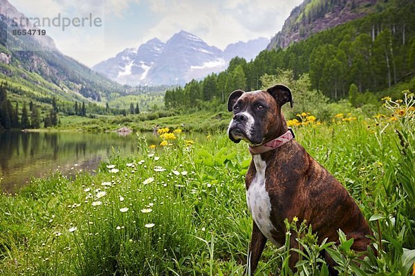 Hund sitzend auf einer Wildblumenwiese  Aspen  Colorado  USA