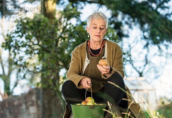 Seniorin inspiziert Apfel aus dem Eimer